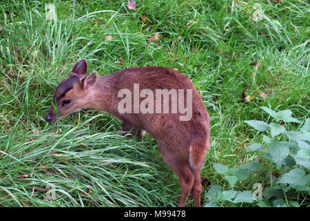 Muntac cervi o Reeves muntjac, sono comuni in Inghilterra in seguito fuoriesce da Woburn e altri parchi. Esse sono originariamente da Asia del Sud Foto Stock