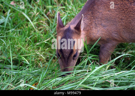 Muntac cervi o Reeves muntjac, sono comuni in Inghilterra in seguito fuoriesce da Woburn e altri parchi. Esse sono originariamente da Asia del Sud Foto Stock