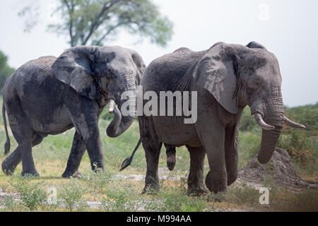 L'elefante africano (Loxodonta africana). Due tori solitaria, lasciando un foro di irrigazione coperti di fango di essiccamento dopo la balneazione. La termoregolazione. Il Botswana. Foto Stock