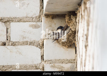 Swallow si siede in un nido sotto il tetto di un edificio a più piani Foto Stock