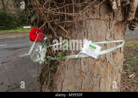 Blackwell residenti arrabbiati oltre il taglio degli alberi sul Carmelo Road South,Darlington,l'Inghilterra,UK per costruire alloggi di sviluppo. Foto Stock