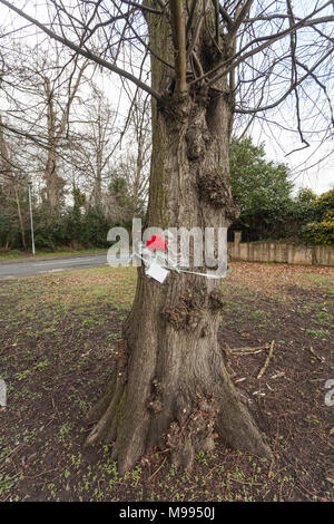 Blackwell residenti arrabbiati oltre il taglio degli alberi sul Carmelo Road South,Darlington,l'Inghilterra,UK per costruire alloggi di sviluppo. Foto Stock