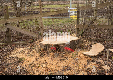 Blackwell residenti arrabbiati oltre il taglio degli alberi sul Carmelo Road South,Darlington,l'Inghilterra,UK per costruire alloggi di sviluppo. Foto Stock