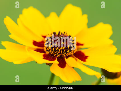 Una macro shot di una pianura coreopsis bloom. Foto Stock