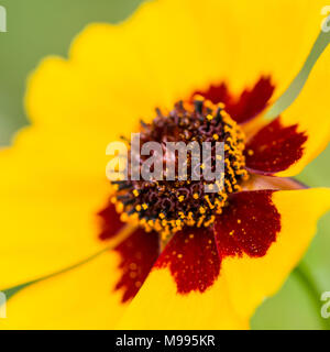 Una macro shot di una pianura coreopsis bloom. Foto Stock