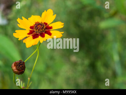 Una macro shot di una pianura coreopsis bloom. Foto Stock