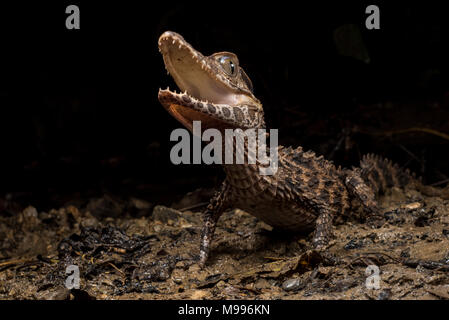 Un liscio caimano fronteggiata (Paleosuchus trigonatus), una specie di Amazon, fa del suo meglio per apparire spaventoso e intimidatorio. Foto Stock