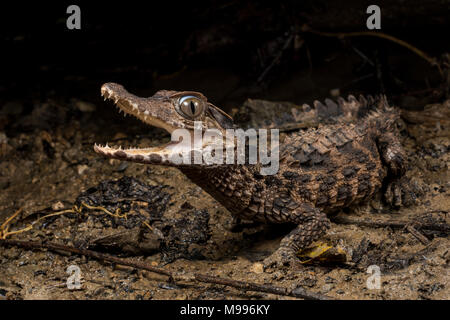 Un liscio caimano fronteggiata (Paleosuchus trigonatus), una specie di Amazon, fa del suo meglio per apparire spaventoso e intimidatorio. Foto Stock