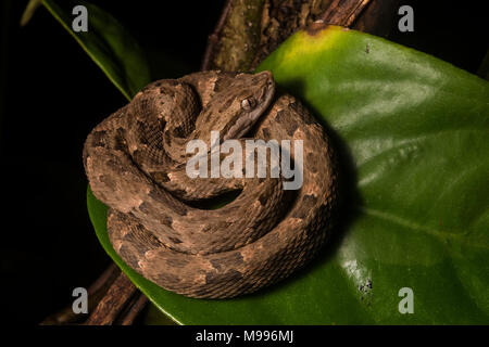 Il comune (lancehead Bothrops atrox) è il più pericoloso snake in Sud America. È comune e ha una potente veleno e incontri sono frequenti. Foto Stock