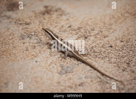 African Striped Skink, Trachylepis striata in Kruger NP, Sud Africa Foto Stock