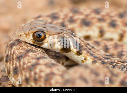 Moila serpente o Falso cobra (Rhageris moilensis) nel deserto del Marocco in Nord Africa. Foto Stock