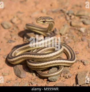 Sabbia Schokari Racer (Psammophis schokari) nel deserto del Marocco in Nord Africa. Foto Stock