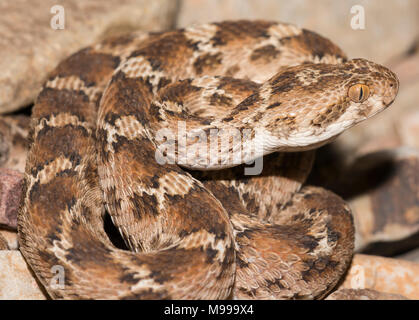 Bianco tappeto panciuto Viper o Nord Africa Saw-Scaled Viper, (Echis leucogaster) nel deserto del Marocco in Nord Africa. Foto Stock