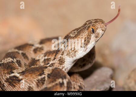 Bianco tappeto panciuto Viper o Nord Africa Saw-Scaled Viper, (Echis leucogaster) nel deserto del Marocco in Nord Africa. Foto Stock