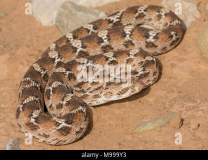 Bianco tappeto panciuto Viper o Nord Africa Saw-Scaled Viper, (Echis leucogaster) nel deserto del Marocco in Nord Africa. Foto Stock