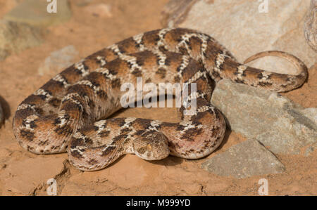 Bianco tappeto panciuto Viper o Nord Africa Saw-Scaled Viper, (Echis leucogaster) nel deserto del Marocco in Nord Africa. Foto Stock