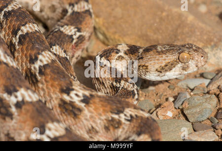 Bianco tappeto panciuto Viper o Nord Africa Saw-Scaled Viper, (Echis leucogaster) nel deserto del Marocco in Nord Africa. Foto Stock