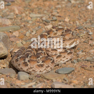 Bianco tappeto panciuto Viper o Nord Africa Saw-Scaled Viper, (Echis leucogaster) nel deserto del Marocco in Nord Africa. Foto Stock