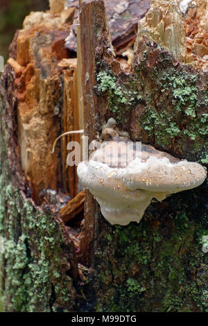 In prossimità di un grande, pallido, ripiano umido fungo tra il verde di un lichene che cresce su un vecchio marciume tronco di albero in un western North Carolina forest Foto Stock