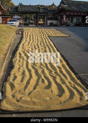 Riso di asciugatura sulla strada. Il riso è sparso sulla maglia nera e lasciato ad asciugare in rurale della Corea del Sud Foto Stock