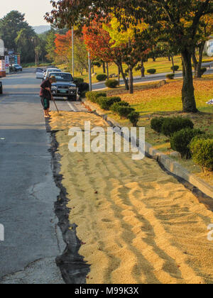 Il coreano agricoltore riso essiccazione sulla strada. Il riso è sparso sulla maglia nera e lasciato ad asciugare Foto Stock