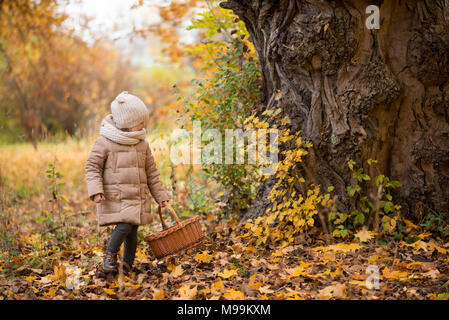 Ragazza raccoglie le castagne o i funghi in un cestello nella foresta di autunno Foto Stock