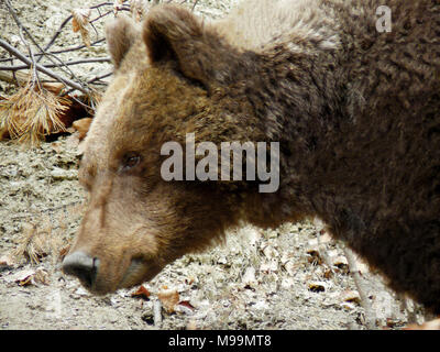 Orso bruno Ursus arctos in montagna Rila, Bulgaria Foto Stock