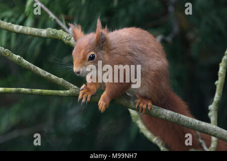 Captive Eurasian Red scoiattolo (Sciurus vulgaris) appollaiato su un ramo di un albero al Briitish Centro faunistico, Newchapel, Lingfield, Surrey, Regno Unito Foto Stock
