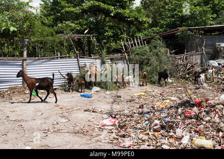 Caprini tentare di trovare erba tra una discarica di rifiuti in un Villaggio Balinese Foto Stock