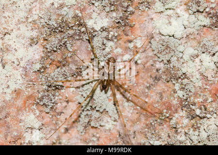 Foglio invisibile tessitore Foto Stock