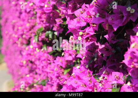 Bellissima parete fatta di rosso bianco fiori gialli, rose, premere-parete, sfondo, il giorno di san valentino sfondo Foto Stock