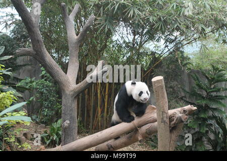 Fame gigantesco orso panda mangiare il bambù e posti a sedere sul ramo Foto Stock