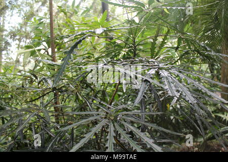 La cannabis bud / piante di marijuana Foto Stock