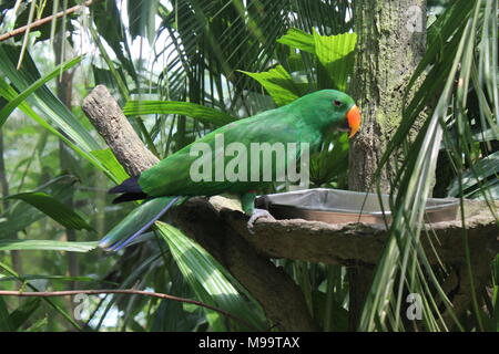 Rosso-lored Parrot, Amazona autumnalis, ritratto di luce pappagallo verde con red head, Costa Rica. Dettaglio close-up verticale di uccello. Uccello e fiore rosa Foto Stock