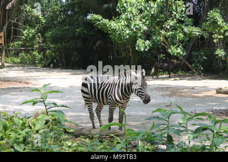 Un giorno nella vita di zebra, Singapore Zoo. Sfondo di animali Foto Stock