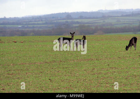 Questa serie di immagini sono di un selvaggio allevamento di daini vivono nel Warwickshire. sebbene la numerazione di oltre un centinaio di essi sono raramente visto dalla maggior parte delle persone Foto Stock