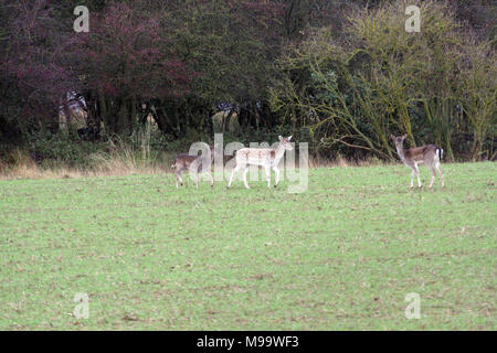 Questa serie di immagini sono di un selvaggio allevamento di daini vivono nel Warwickshire. sebbene la numerazione di oltre un centinaio di essi sono raramente visto dalla maggior parte delle persone Foto Stock