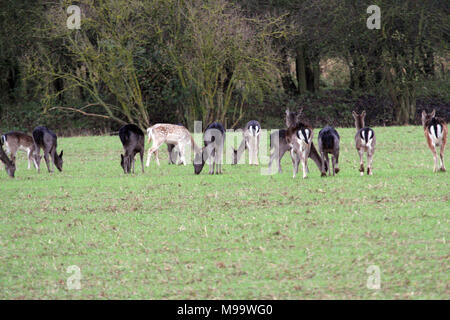 Questa serie di immagini sono di un selvaggio allevamento di daini vivono nel Warwickshire. sebbene la numerazione di oltre un centinaio di essi sono raramente visto dalla maggior parte delle persone Foto Stock