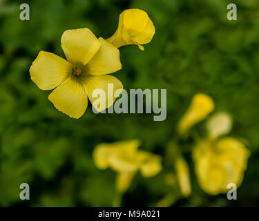 Messa a fuoco selettiva su giallo Oxalis fiore in un giardino con un sacco di spazio per la copia Foto Stock