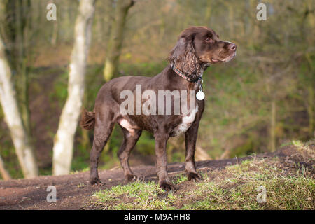 Un cane ritratto di un pedigree chocolate brown lavora cocker spaniel in piedi nel bosco Foto Stock