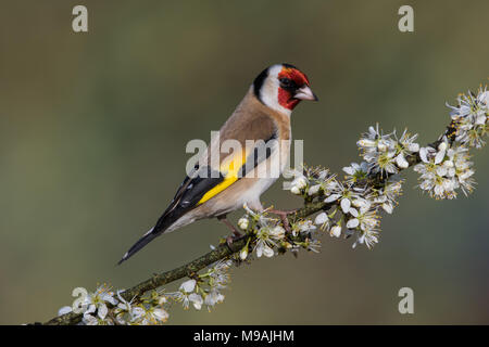 Unione Cardellino appollaiato sulla fioritura biancospino Foto Stock