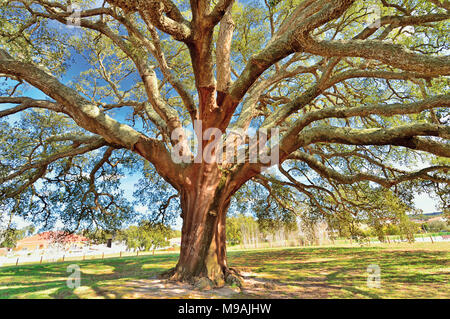 Enorme vecchia quercia da sughero (Quercus suber L) Foto Stock