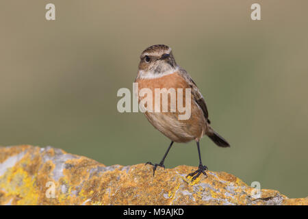Femmina su stonechat colorfull lichen coperto rock Foto Stock