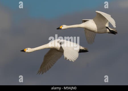 Bewicks Swan coppia in volo Foto Stock