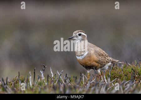 Beccaccia rovistando in Yorkshire Moors sosta Foto Stock