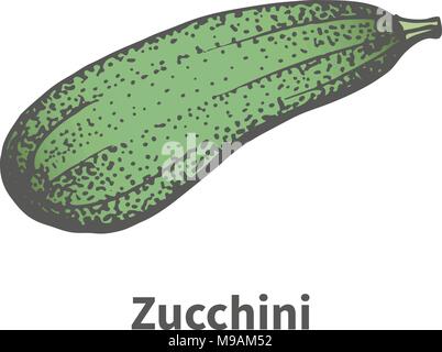 Vector disegnati a mano matura verde grande zucchini Illustrazione Vettoriale