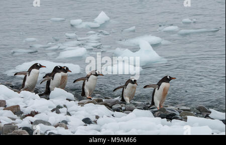 Un piccolo gruppo di Pinguini camminare lungo una linea costiera in Antartide Foto Stock