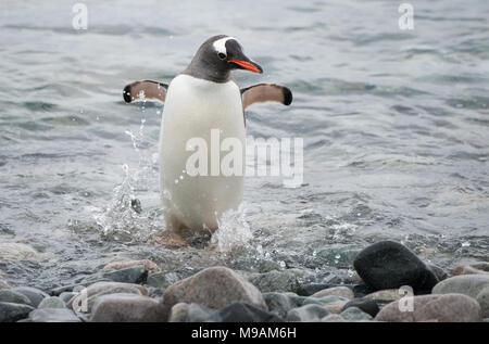 Un pinguino papua (Pygoscelis papua) corre sulla riva in fretta, essendo stata spaventata fuori da una pelliccia sigillo in Antartide Foto Stock