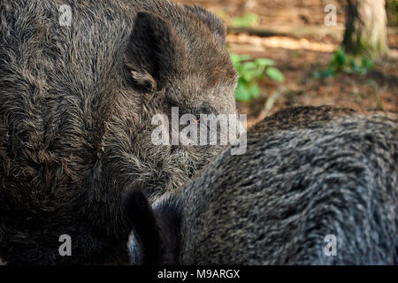 La caccia al cinghiale nella foresta in caso di peste suina Foto Stock