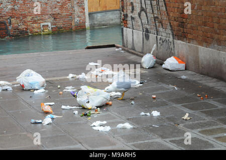 Un gabbiano a Venezia, Italia, raccoglie oltre di plastica sacchi della spazzatura. Foto Stock